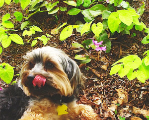 Epimedium macrosepalum 'Sweet Rachel' groundcover for shade