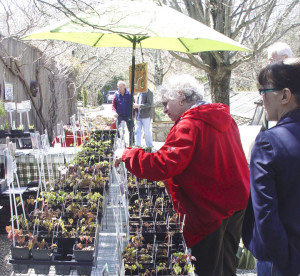 Customers shopping at Garden Vision Epimediums booth at Stonecrop Gardens Plant Sale, Cold Spring, NY