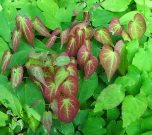 Epimedium grandiflorum 'Lilac Seedliing' produces bright new leaves that resemble flowers on a sea of green.