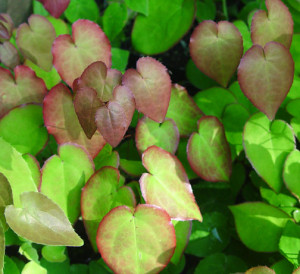 Epimedium x versicolor 'Strawberry Blush' in second growth flush