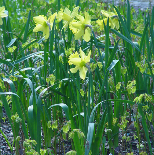 Epimedium new growth and daffodils