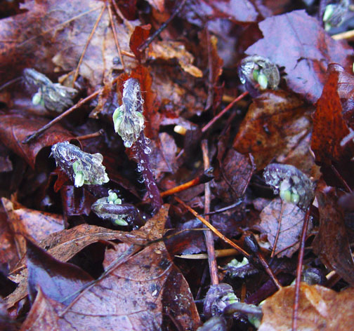 Newly emerging Epimedium growth kept in check by shredded leaf mulch. 