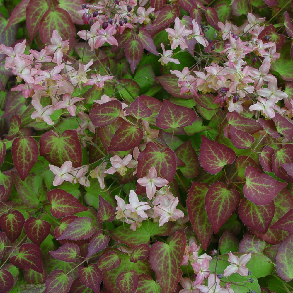 show the beauty of Epimedium x versicolor in flower and spring foliage color