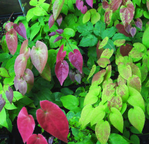second growth colorful foliage on Epimediums