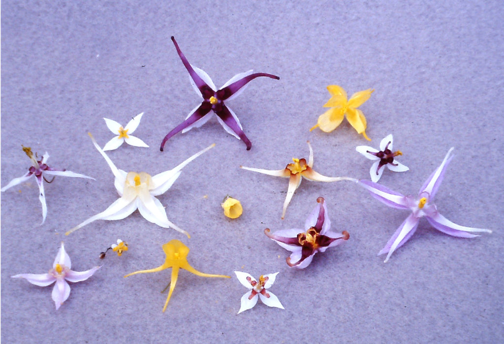 Chinese Epimedium flower comparison