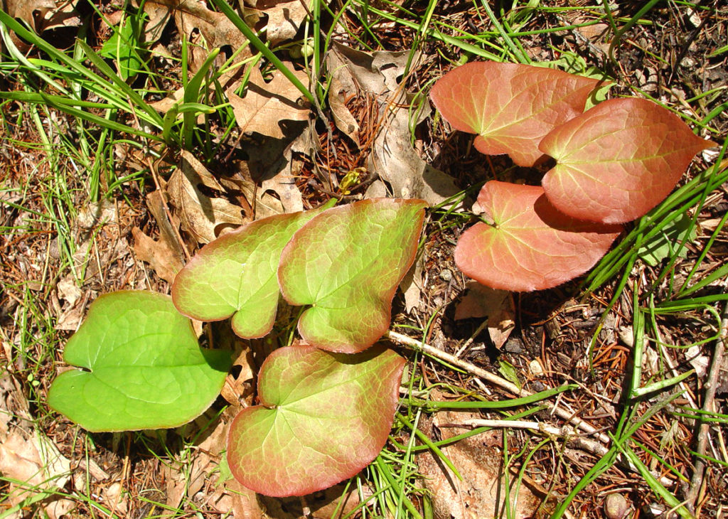 Effect of sun and shade on spring Epimedium foliage