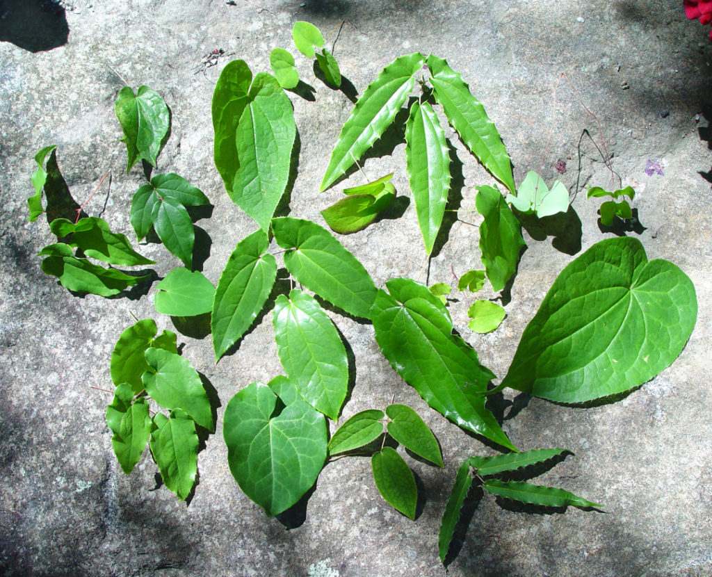 Epimedium leaf comparison