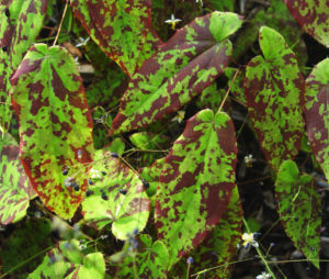 shows the pattern of mottling of spring foliage of Epimedium myrianthum
