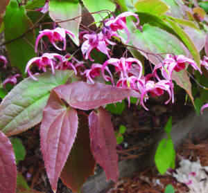 shows Epimedium 'Hot Lips' in bloom with colorful spring foliage