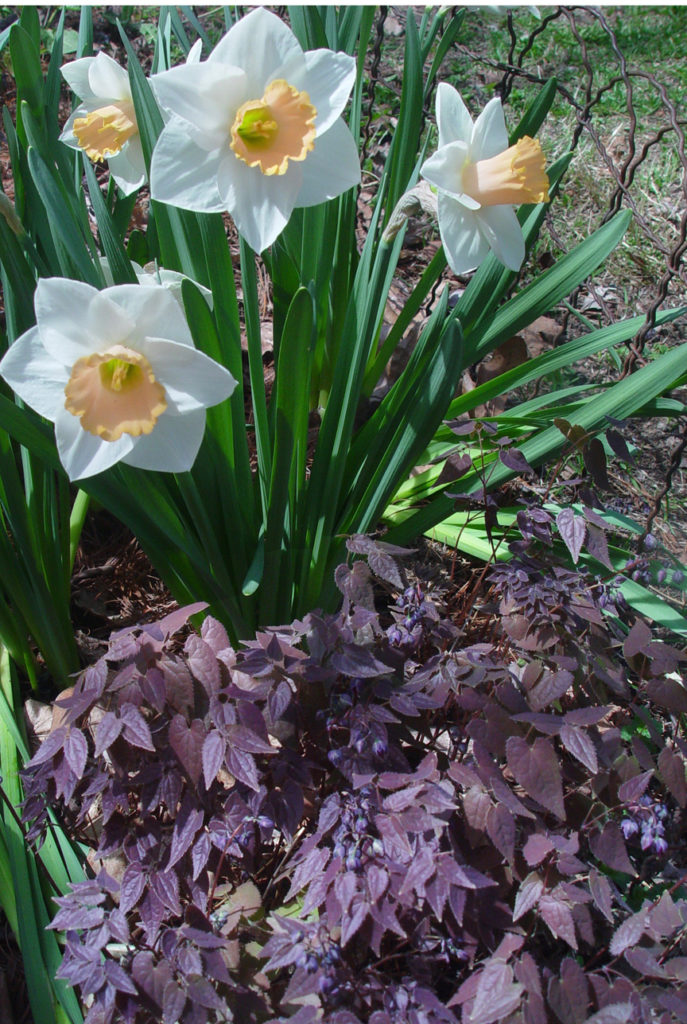 Planting of Epimedium grandiflorum 'Queen Esta' and Narcissus Pa