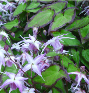 Epimedium x youngianum 'Starlet' in flower and spring foliage color