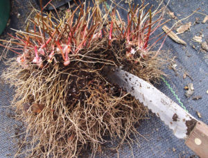 Shows how a root knife can divide a clump of Epimediums.