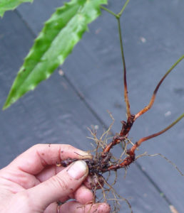 Shows division of a woody rhizome of a Chinese evergreen Epimedium.