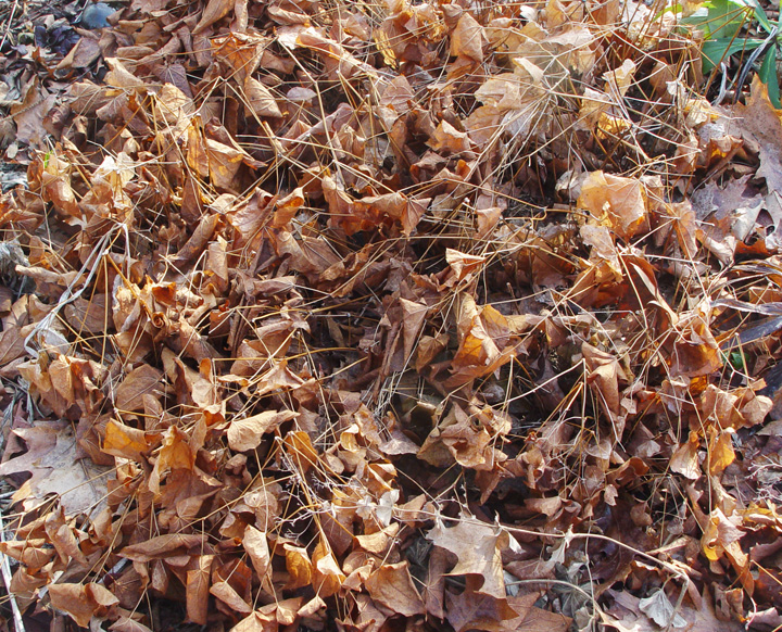 Photo showing deciduous Epimedium foliage.