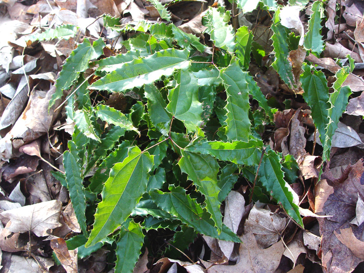 Pristine evergreen winter foliage on Epimedium 'Ninja Stars'.
