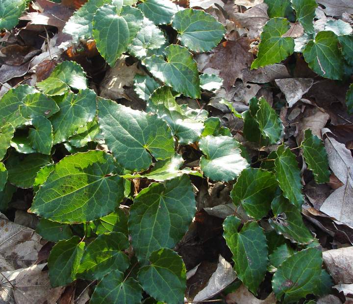 To show the evergreen leaves of Epimedium perralderianum.