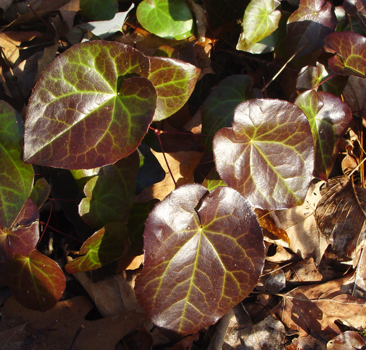 Winter color on foliage of Epimedium pinnatum ssp. colchicum 'Thunderbolt'.